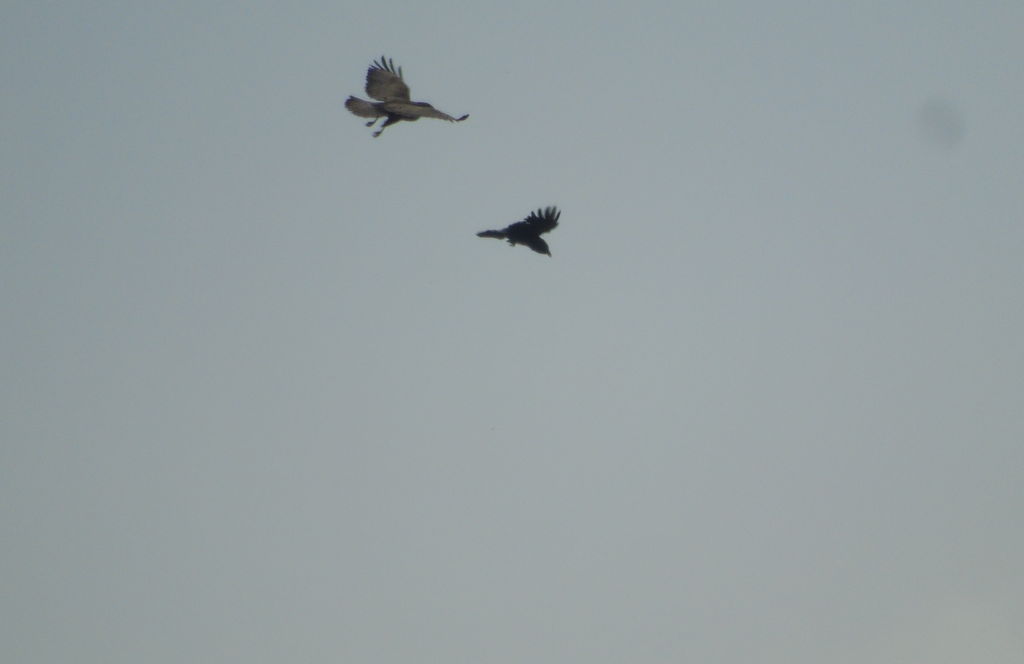 Buzzard mobbed by crow