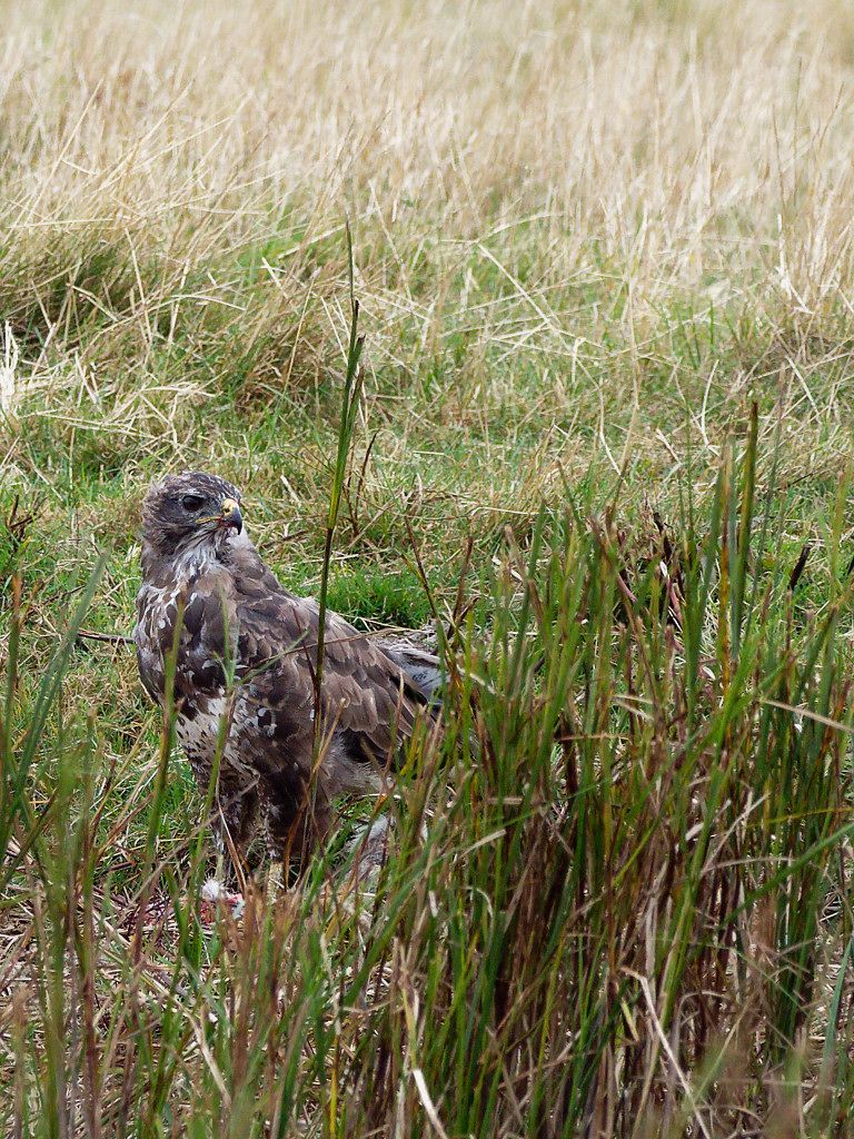 Buzzard on the ground