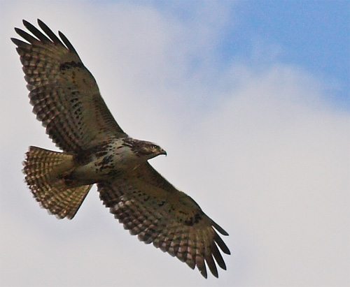 Buzzard soaring overhead