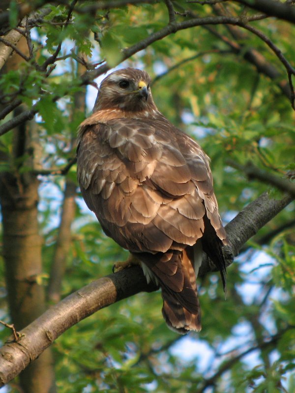 buzzard