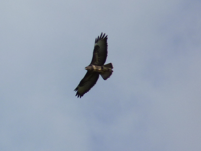 buzzard