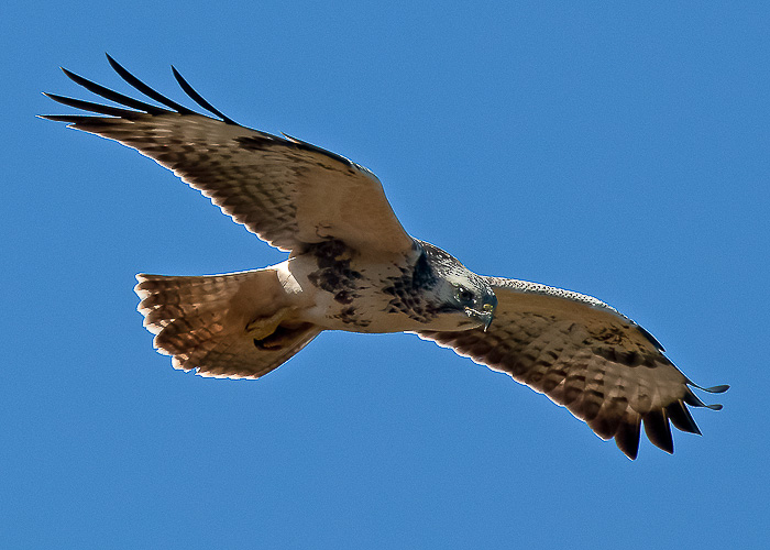 Buzzard