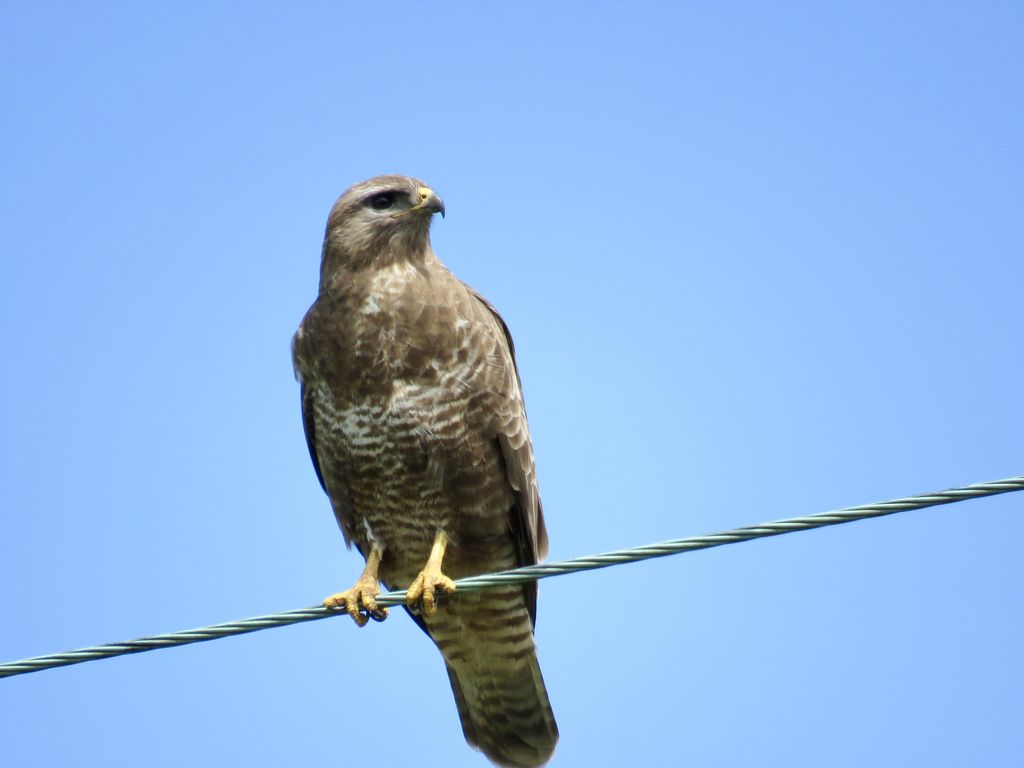 Buzzard