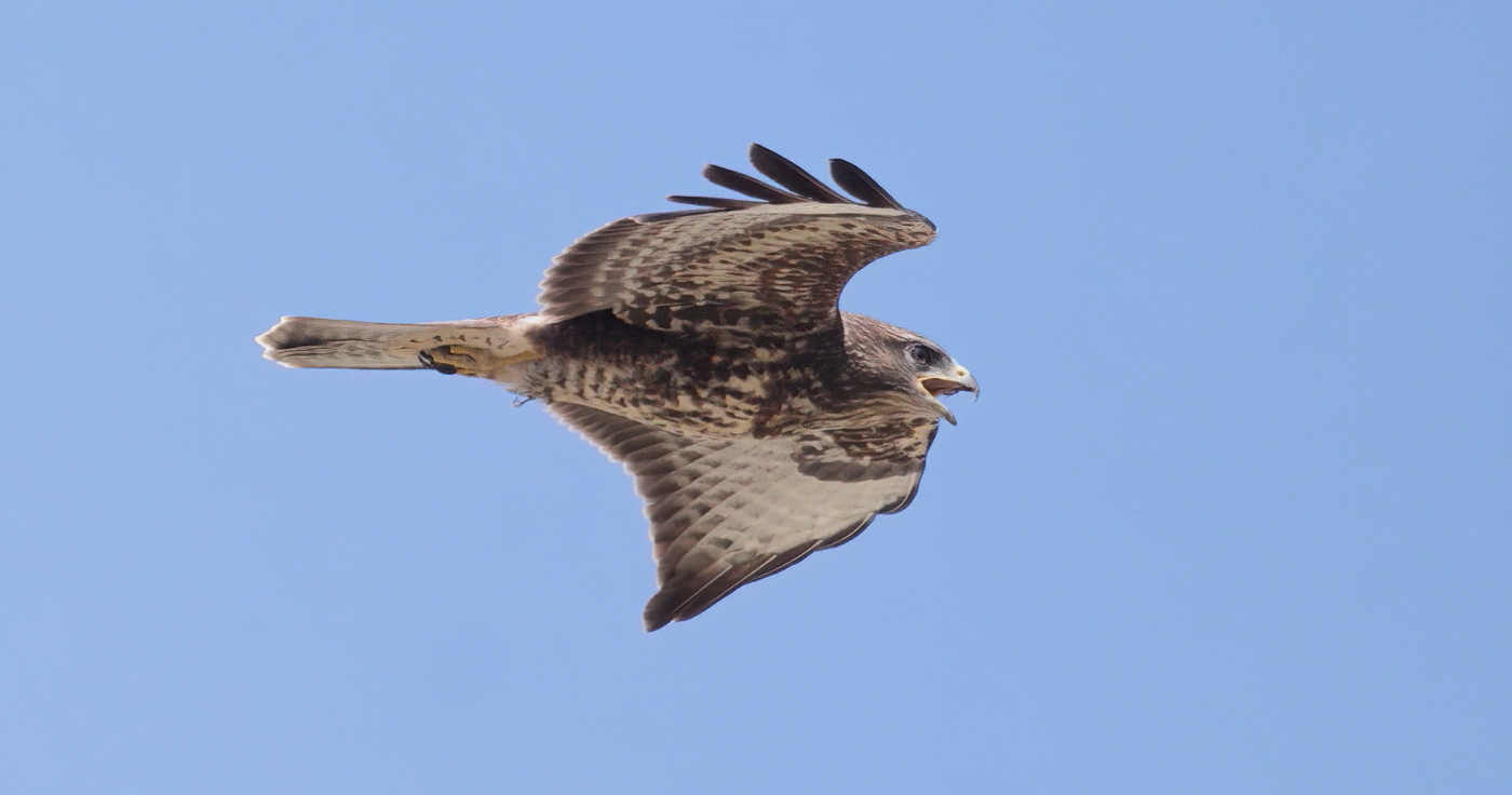 Buzzard