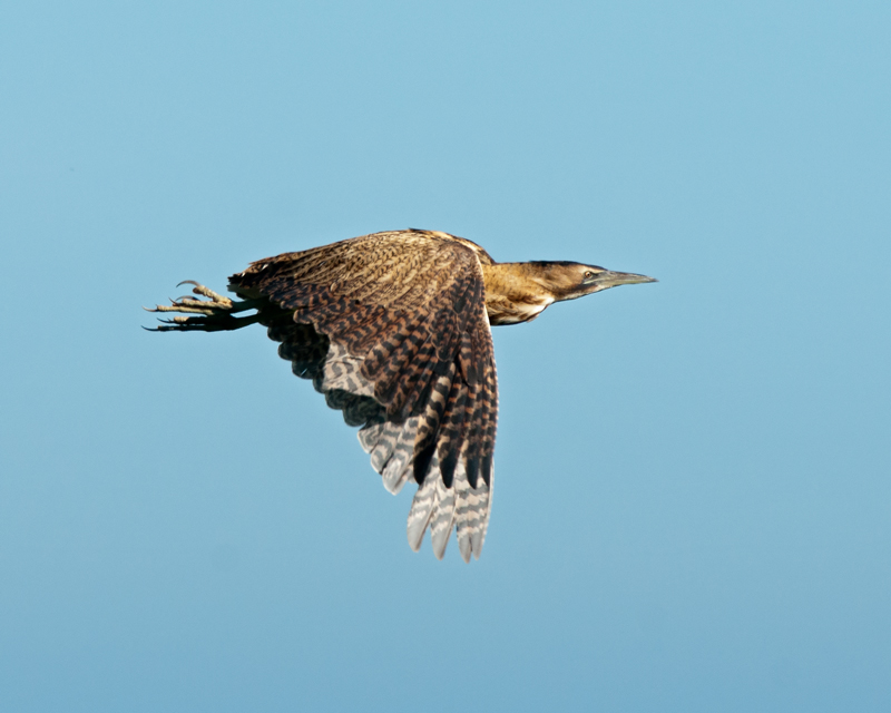 Bye bye Bittern