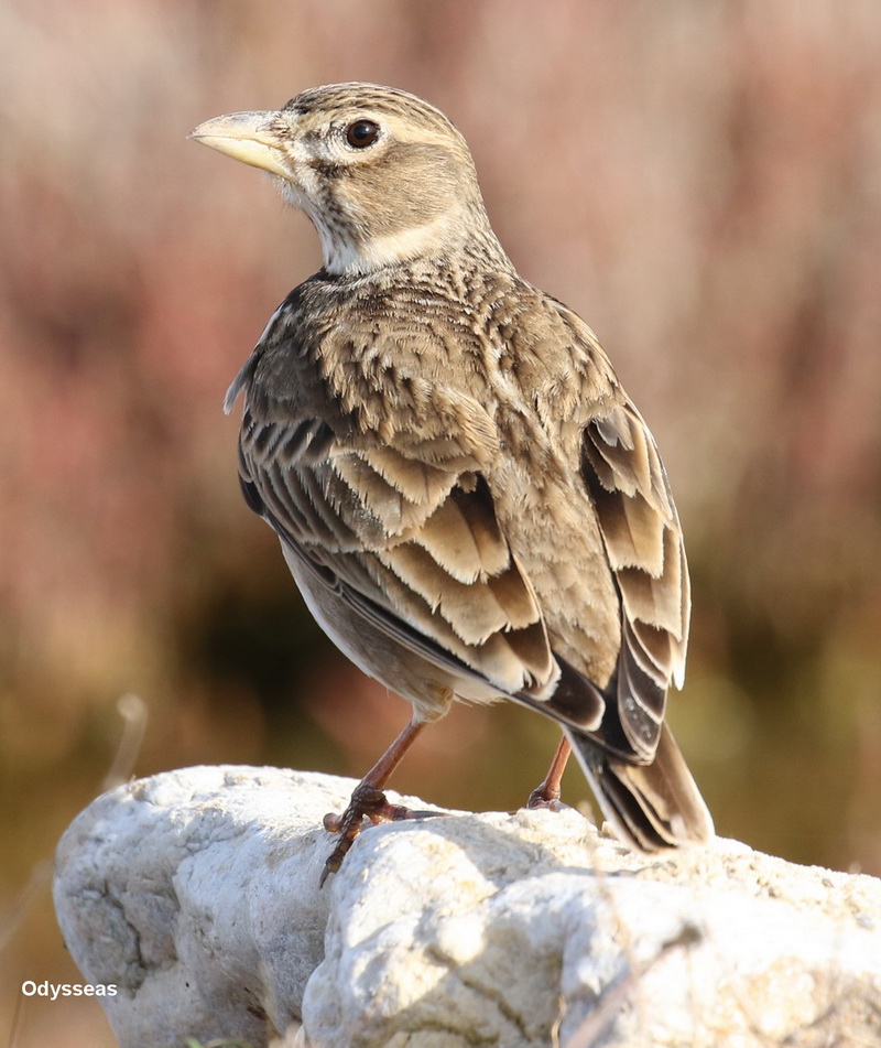 Calandra Lark