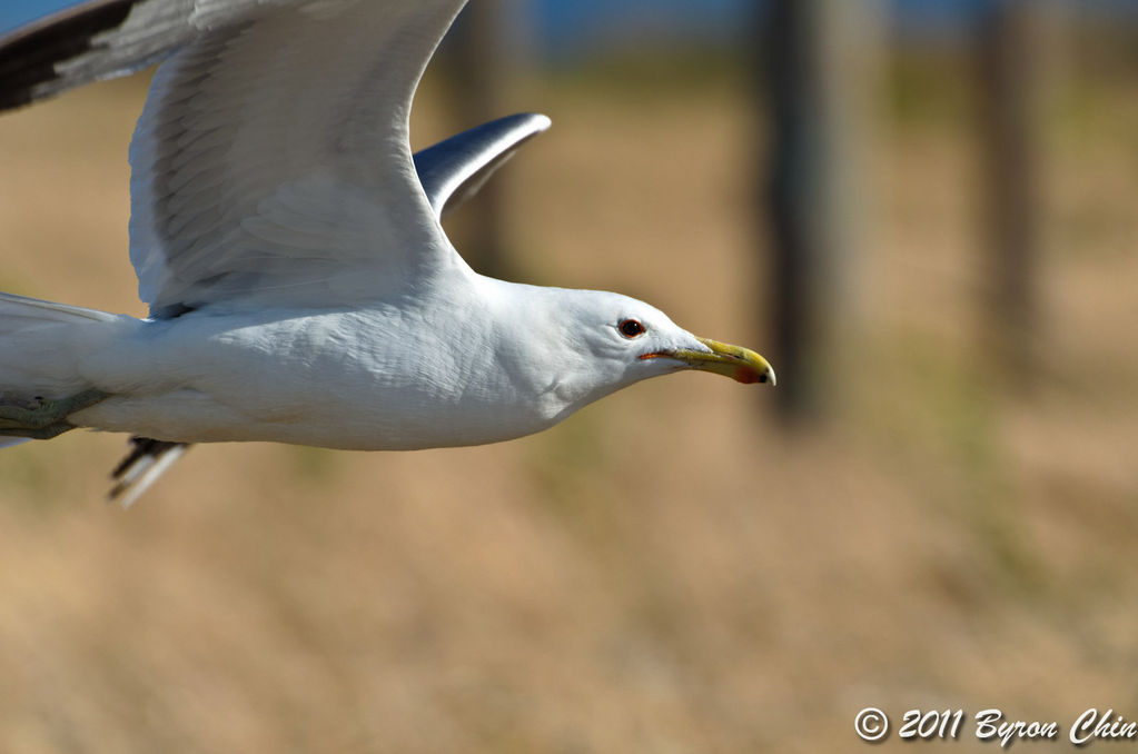 California gull flyby