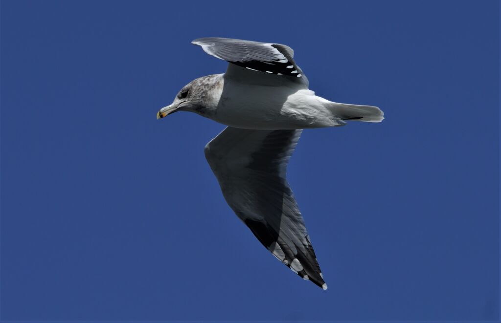 california gull