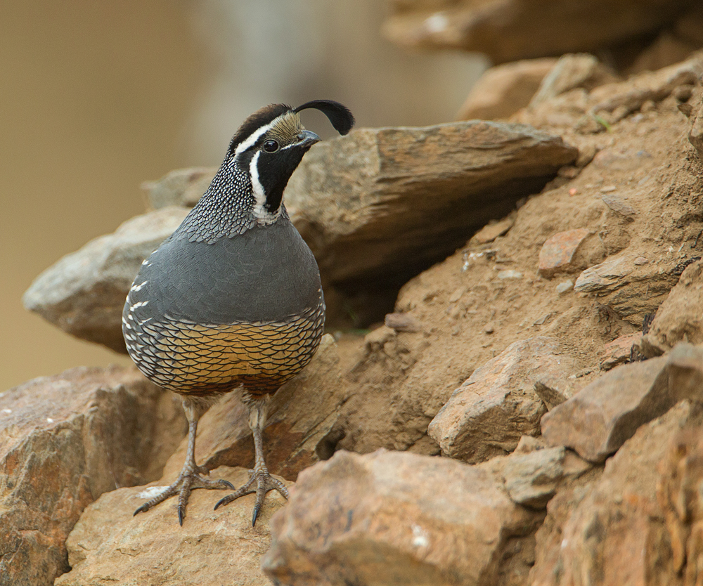 California Quail