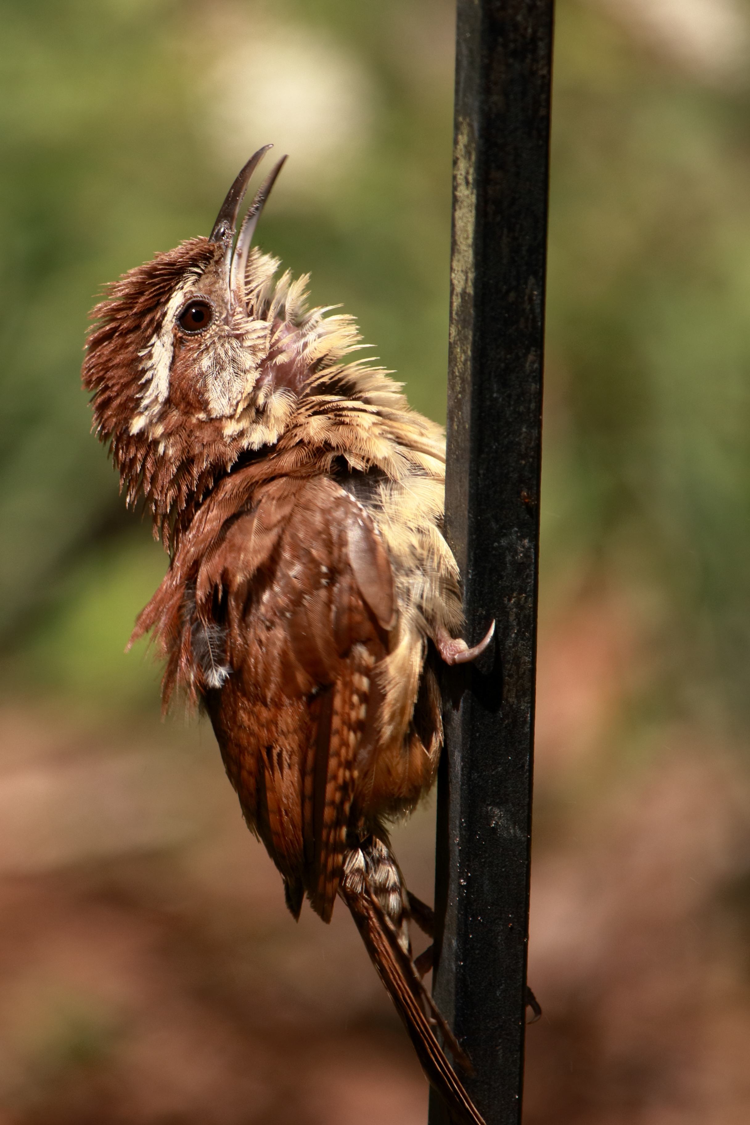 Calling Carolina Wren