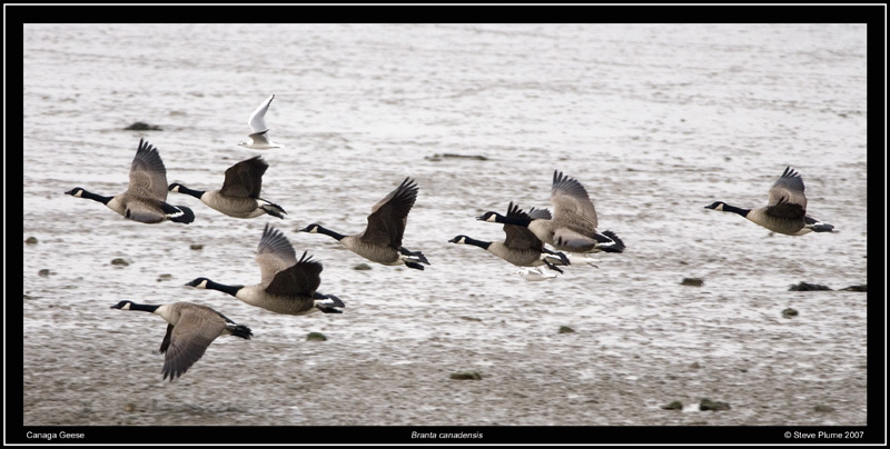 Canada Geese