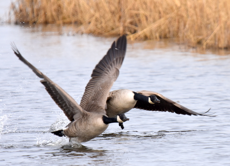 Canada Geese