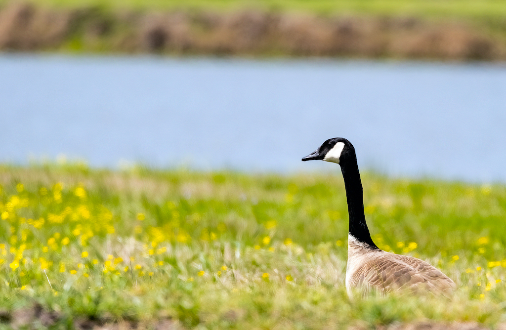 Canada Goose.jpg