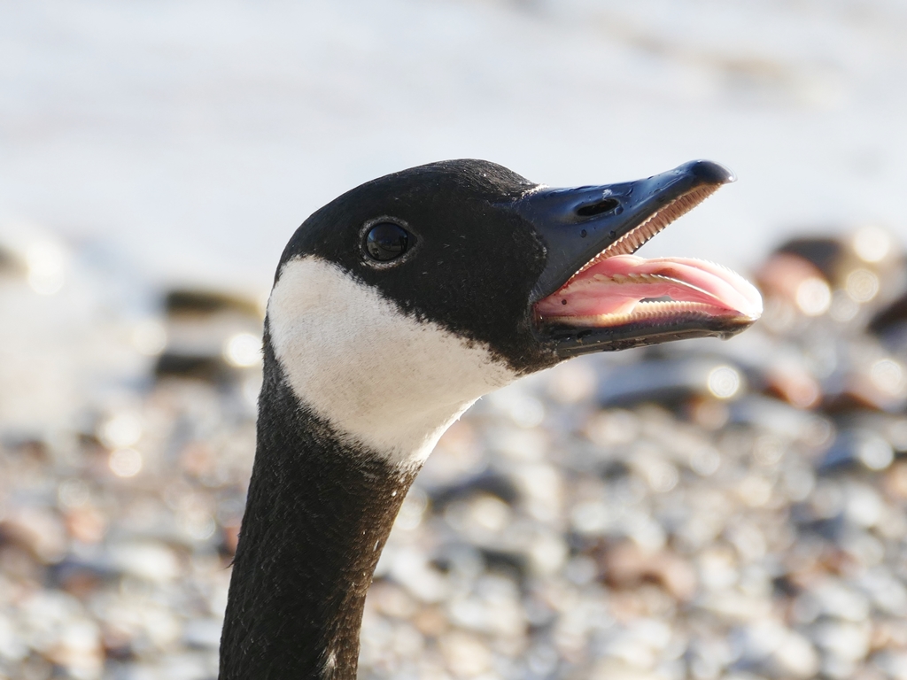Canada goose teeth are called TOMIA