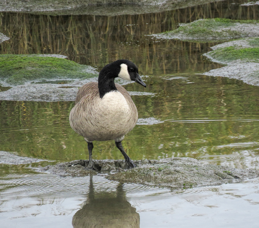 Canada Goose