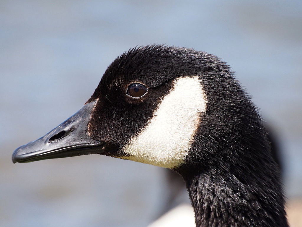 Canada goose