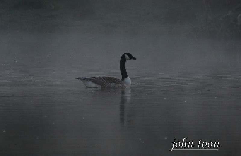 canada goose