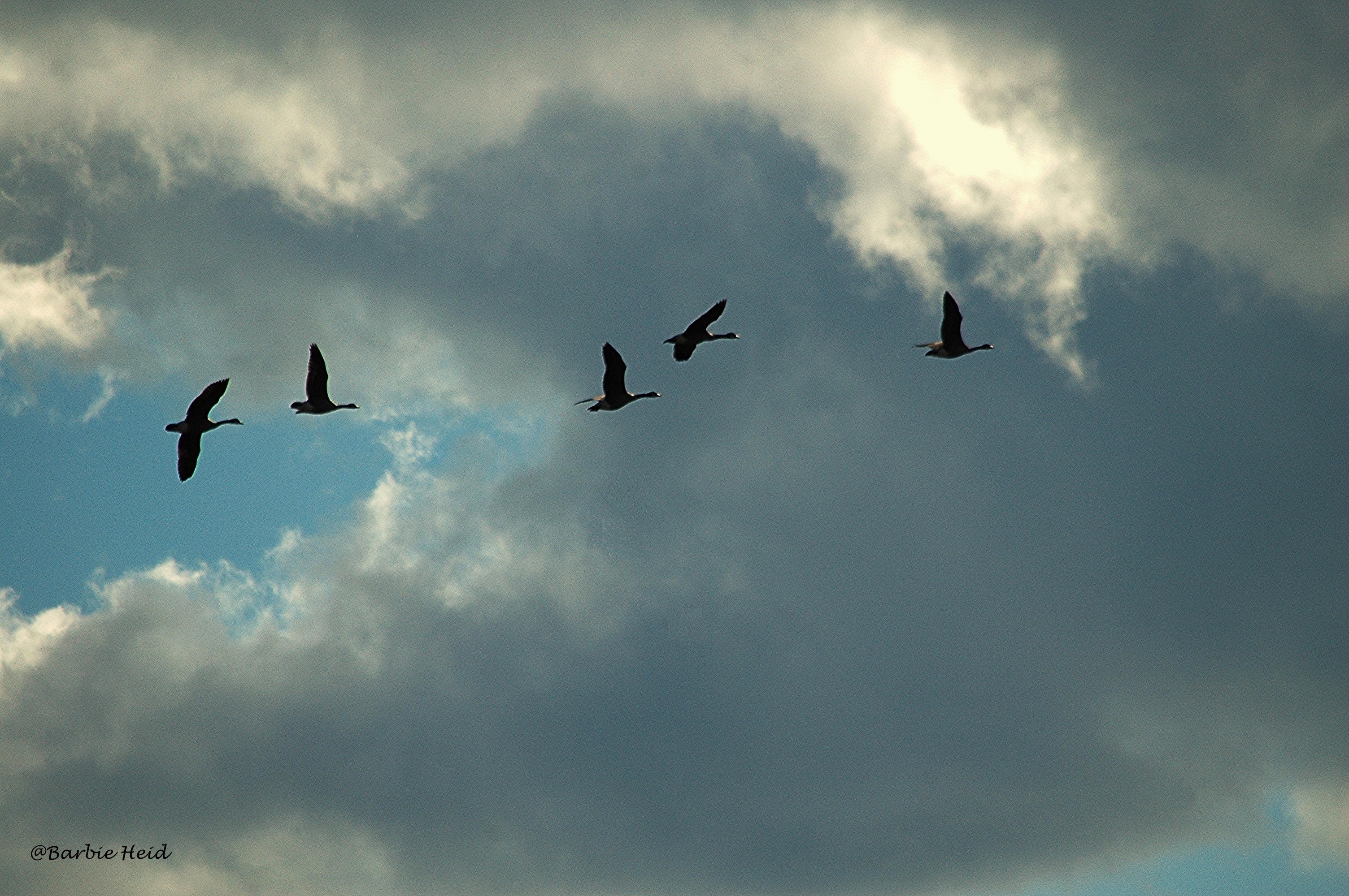 Canadian geese