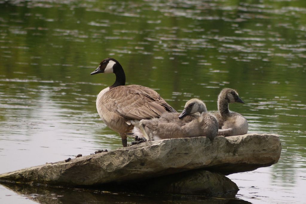 Canadian Goose with babies
