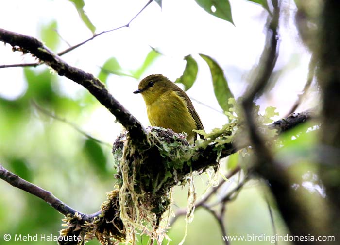 Canary Flycatcher; Montane Flycatcher or Papuan Flycatcher Microeca papuana