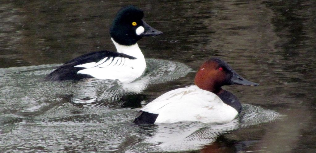 canvasback and commom goldeneye