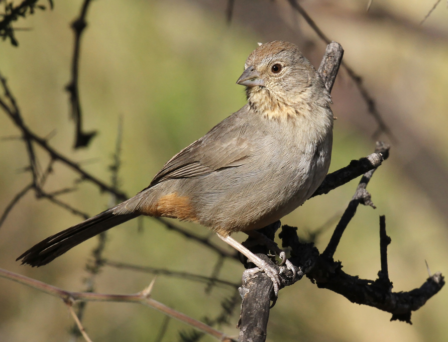 Canyon Towhee 2.JPG