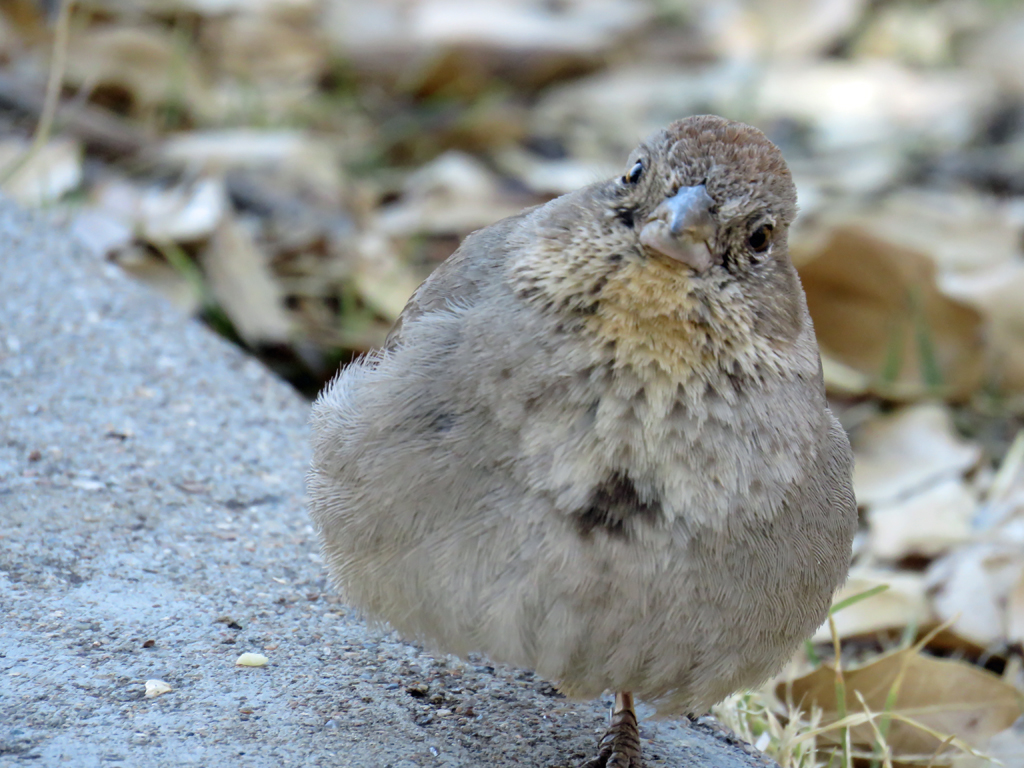 canyon towhee