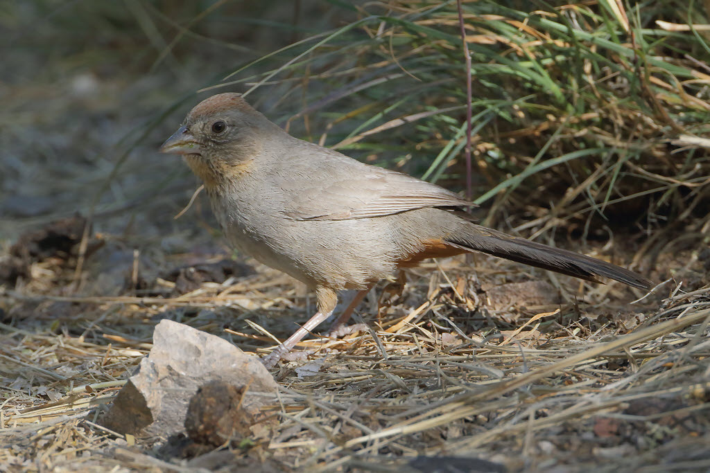 Canyon Towhee