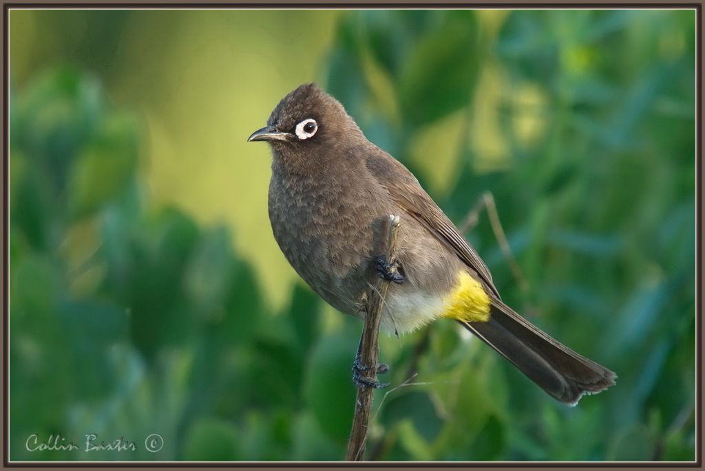 Cape Bulbul