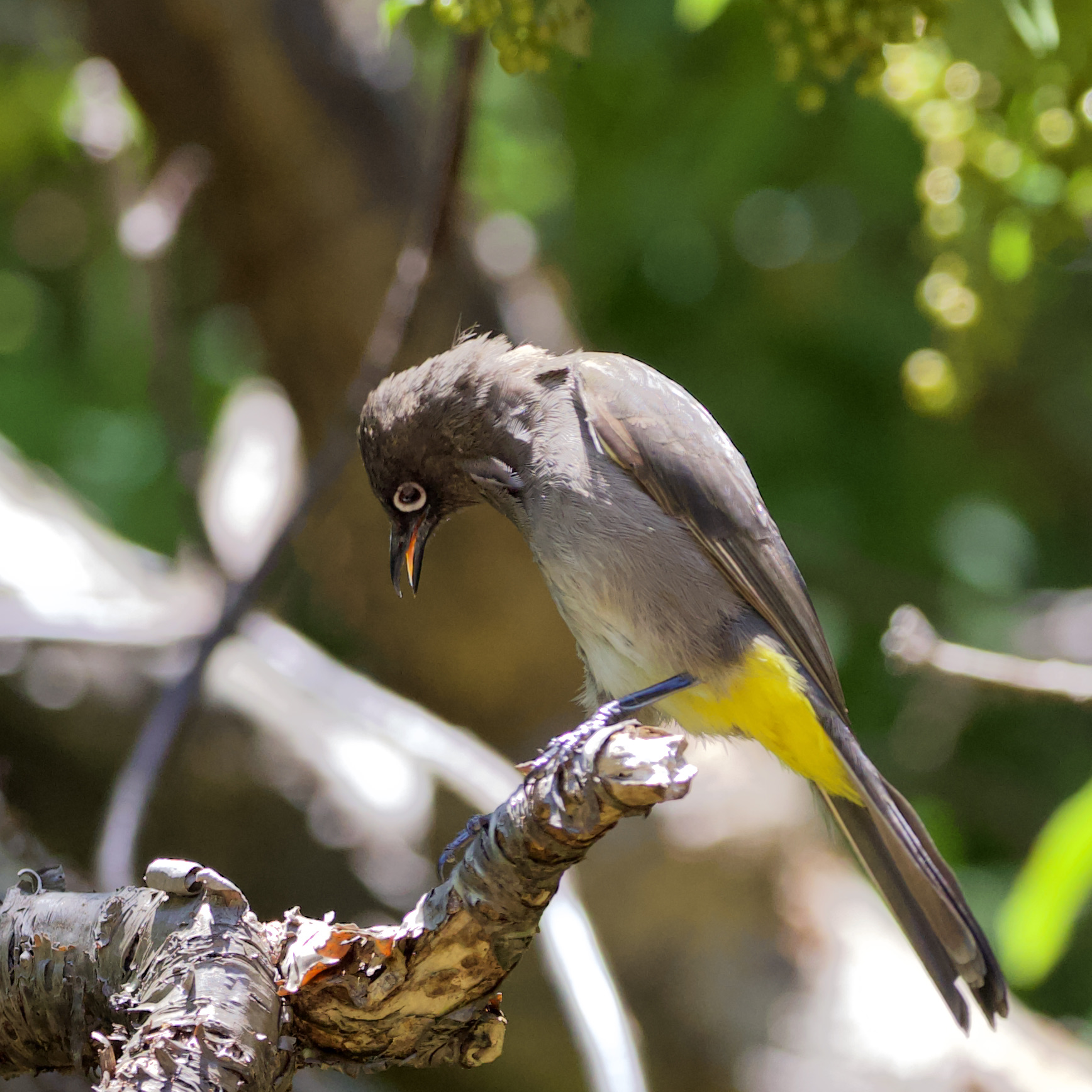 Cape Bulbul