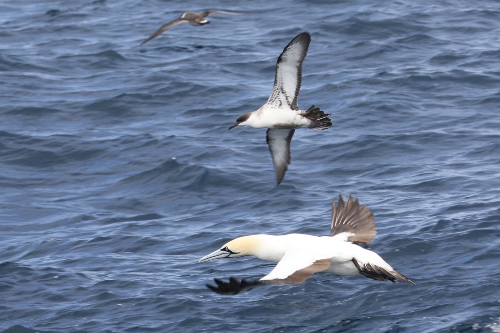 cape gannet with great shearwater