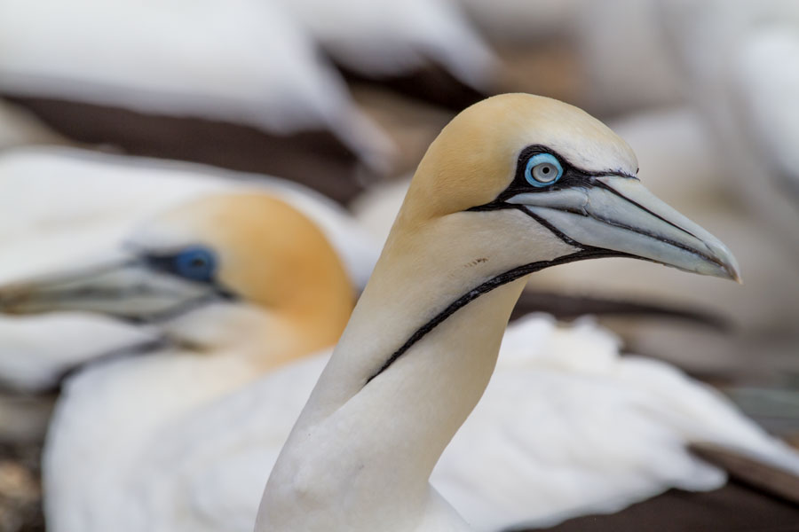 Cape Gannet