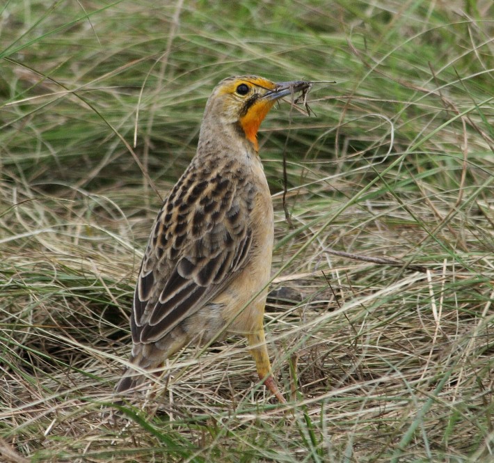 Cape Longclaw with grass for nest