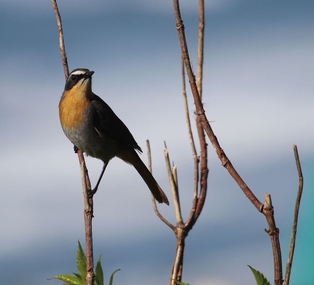 Cape Robin-Chat