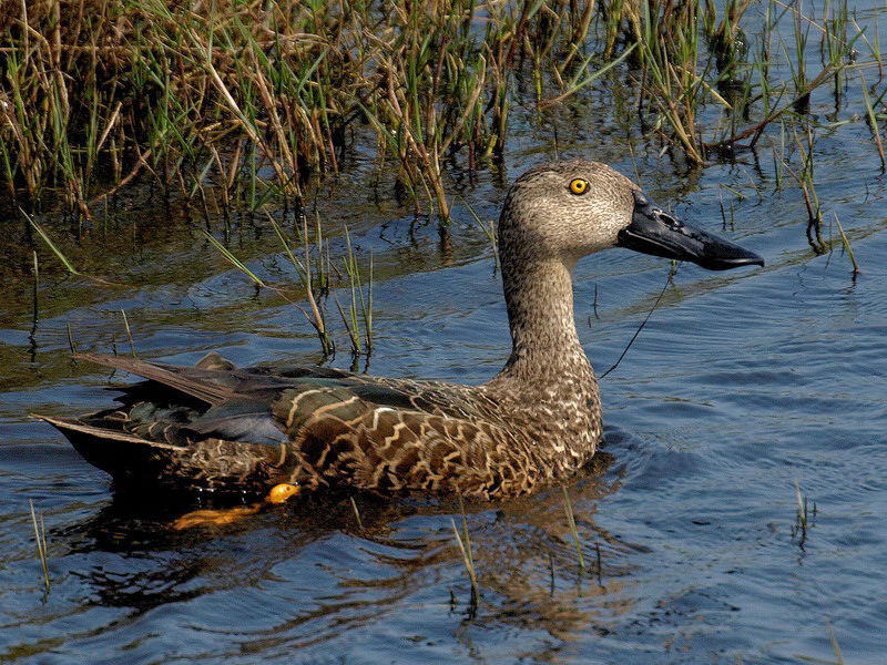 Cape Shoveler