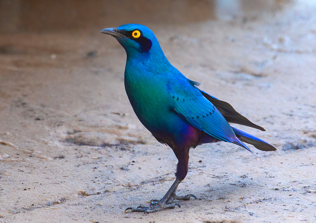 Cape Starling