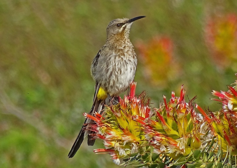 Cape Sugarbird