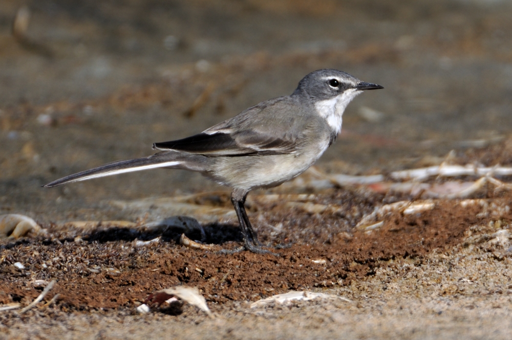 Cape Wagtail