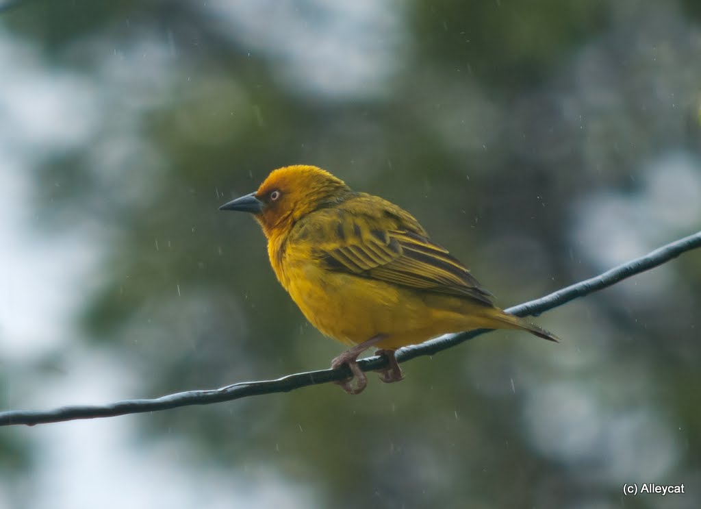 Cape Weaver