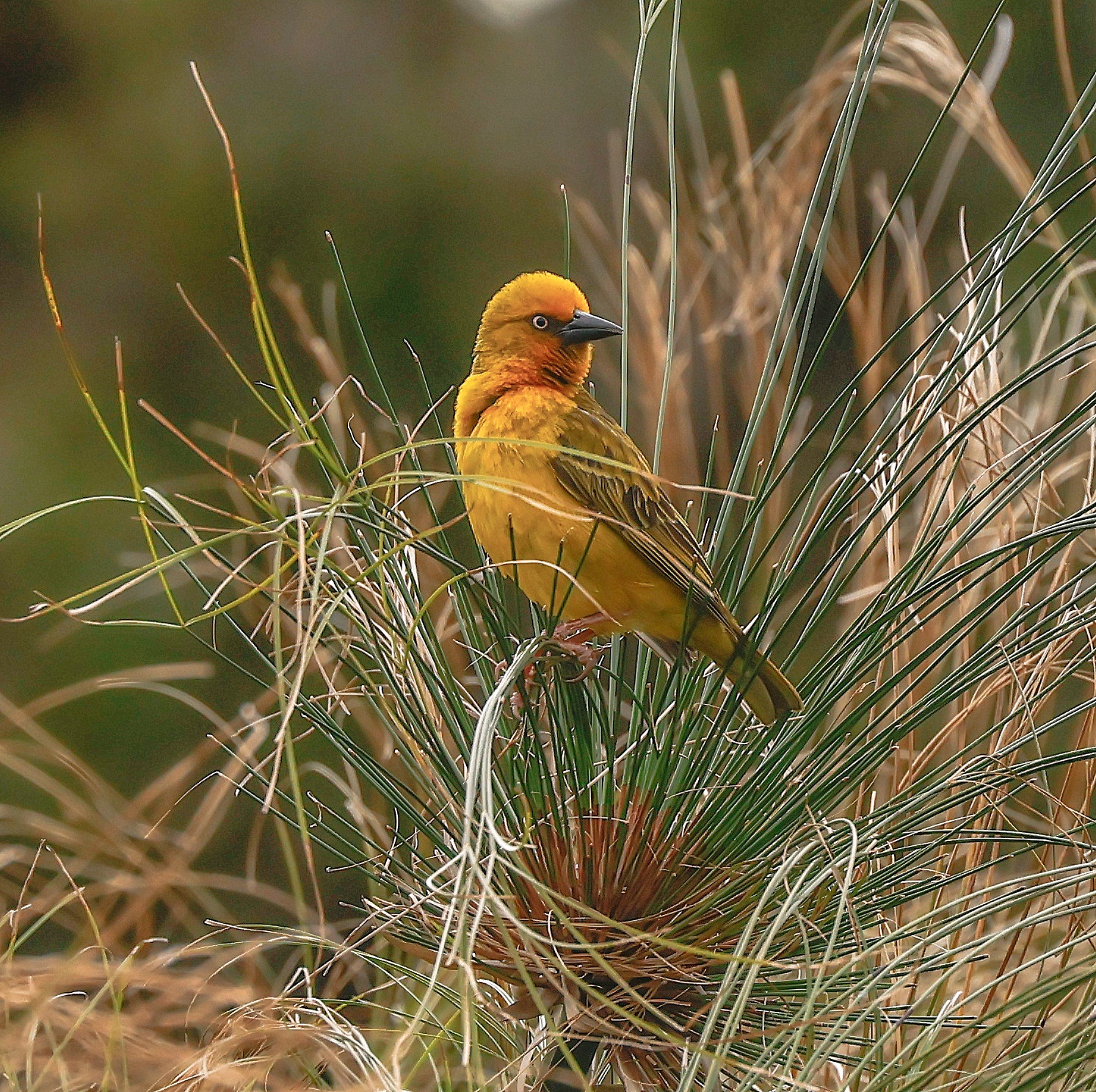 Cape Weaver