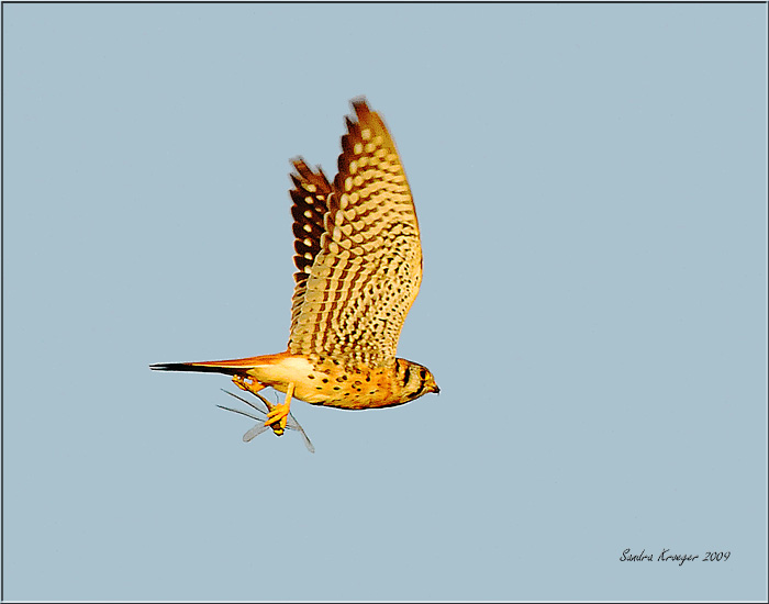 Captured Dragonfly-American Kestrel