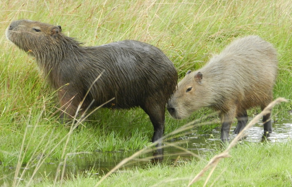 Capybaras