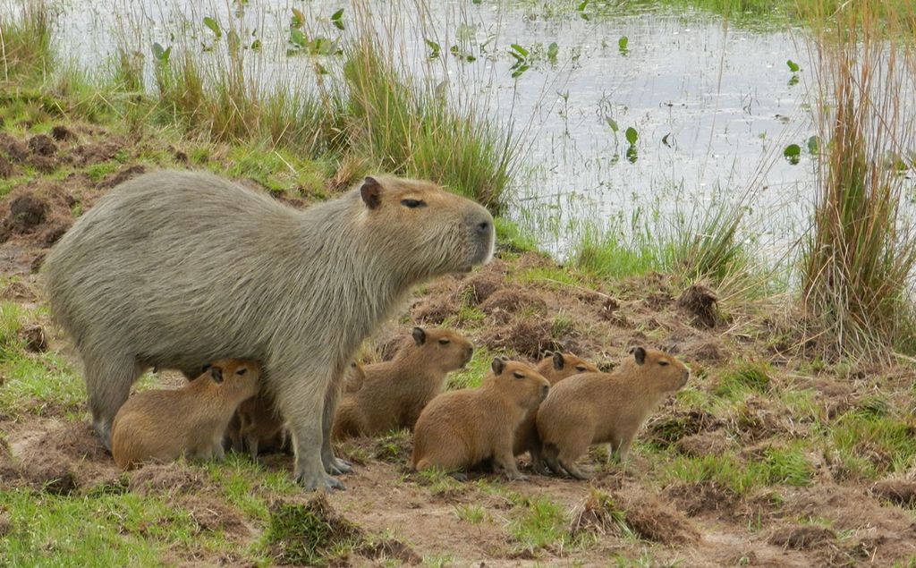 Capybaras