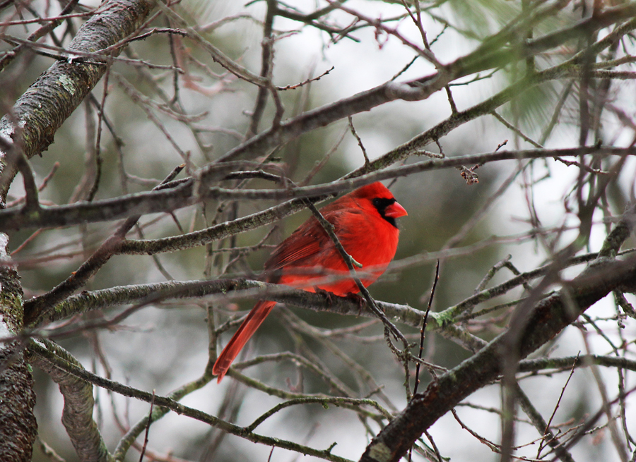Cardinal After the Snow Storm 2/5/14