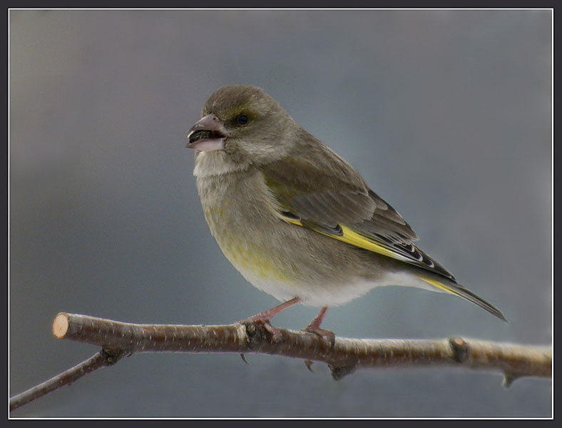 Carduelis chloris