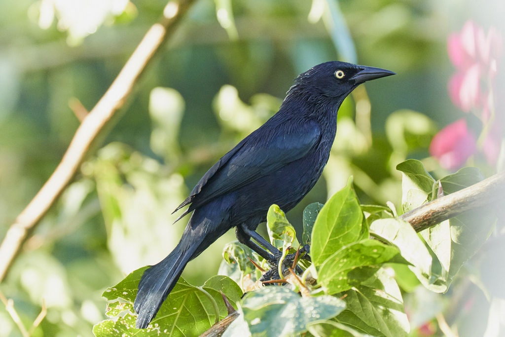 Carib Grackle