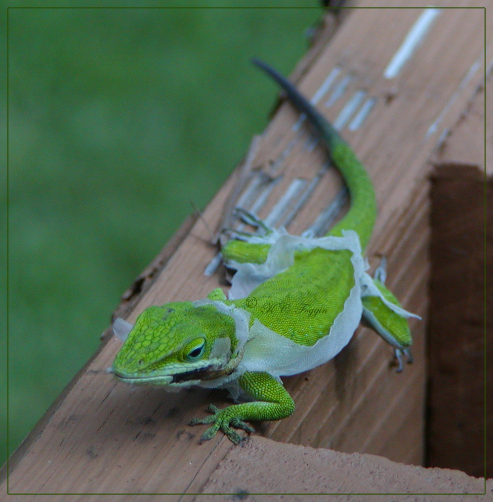 Carolina Anole Stripping