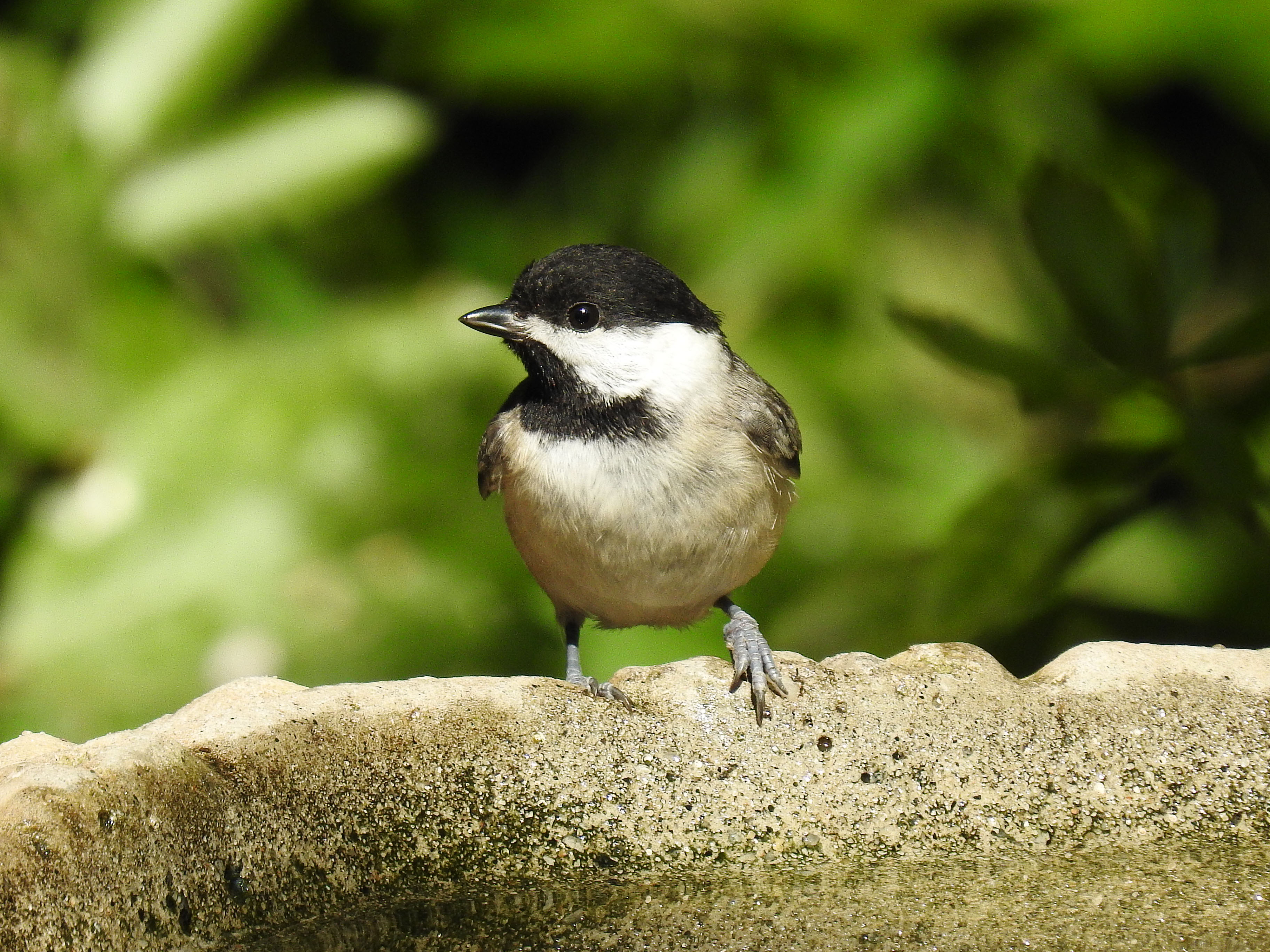 Carolina Chickadee..jpg