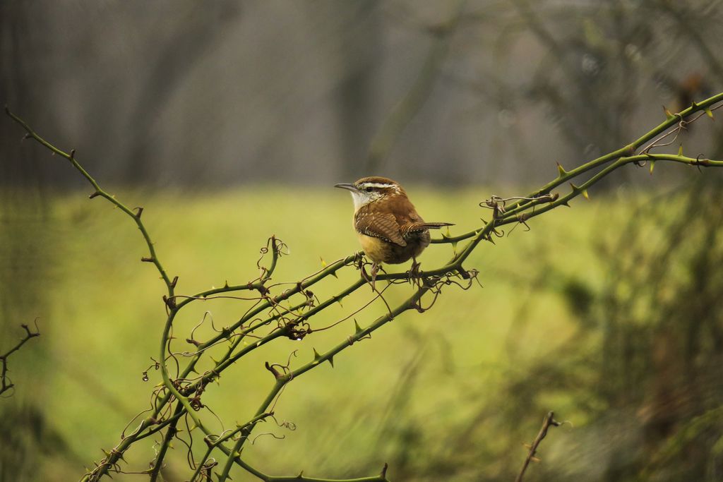 Carolina Wren