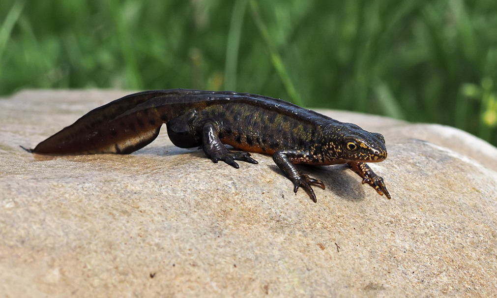 Carpathian Newt